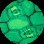 ams1100-amscope-m148c-e-40x-1000x-glass-optics-student-compound-microscope-usb-camera.2